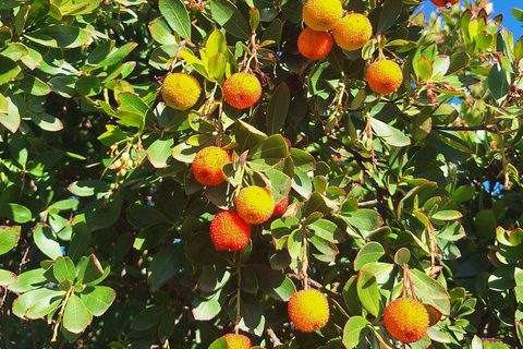 Traditional cuisine and flavors of the pasture in Los Pedroches