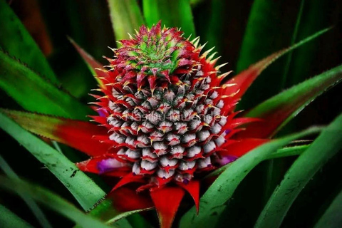 Zanzibar: Spice Farm, Stone Town or Jozani Forest with lunch Spice Farm Experience with lunch – (No Transport)