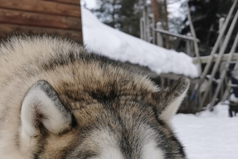 Rovaniemi: Spotkanie ze Świętym Mikołajem, przejażdżka saniami ciągniętymi przez renifery i husky