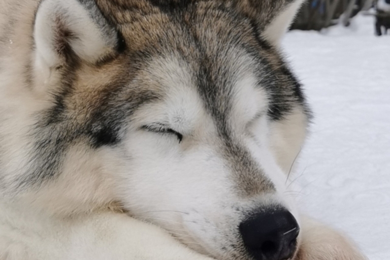 Encuentro con Papá Noel & Safari con renos del Ártico & Abrazo a los huskies