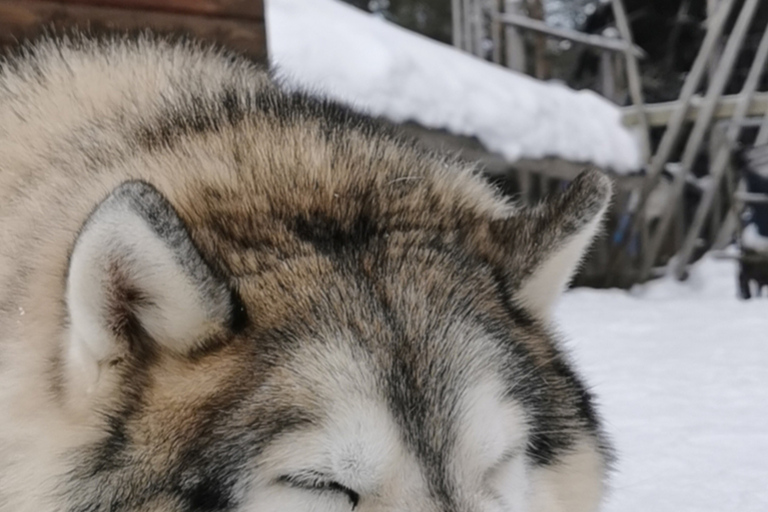 Encuentro con Papá Noel & Safari con renos del Ártico & Abrazo a los huskies