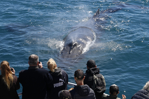 Augusta: Excursión de avistamiento de ballenas