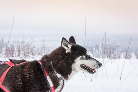 Fairbanks, AK: Dagvullende tour &quot;Rij je eigen hondenteam&quot;.