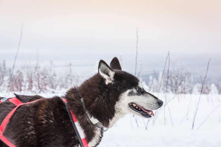 Fairbanks, AK: Excursão de 1 dia &quot;Conduz a tua própria equipa canina