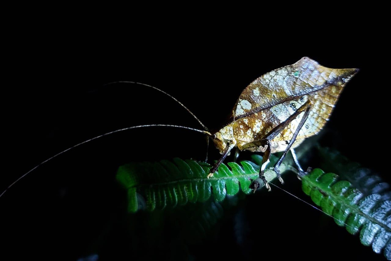 Tour nocturno por la selva tropical