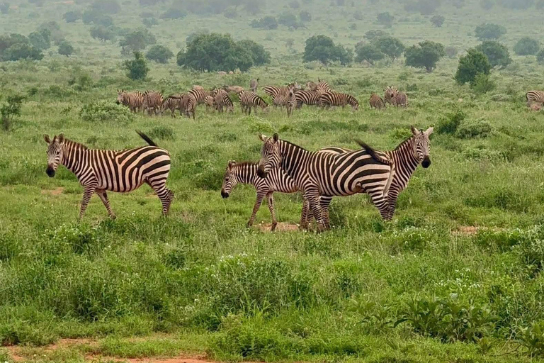 3-Day Safari in Tsavo East, Ngutuni, & Salt Lick – Big Five & Sunset Views 3-Day Safari in Tsavo East, Ngutuni & Salt Lick – Big Five & Sunset Views