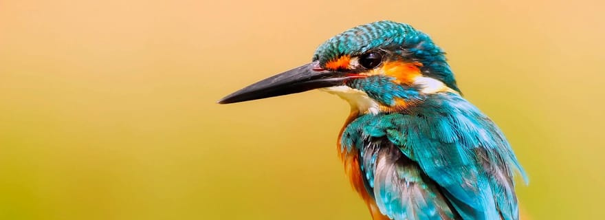 Visitez les marais de Muthurajawela : sortie en bateau et observation des oiseaux