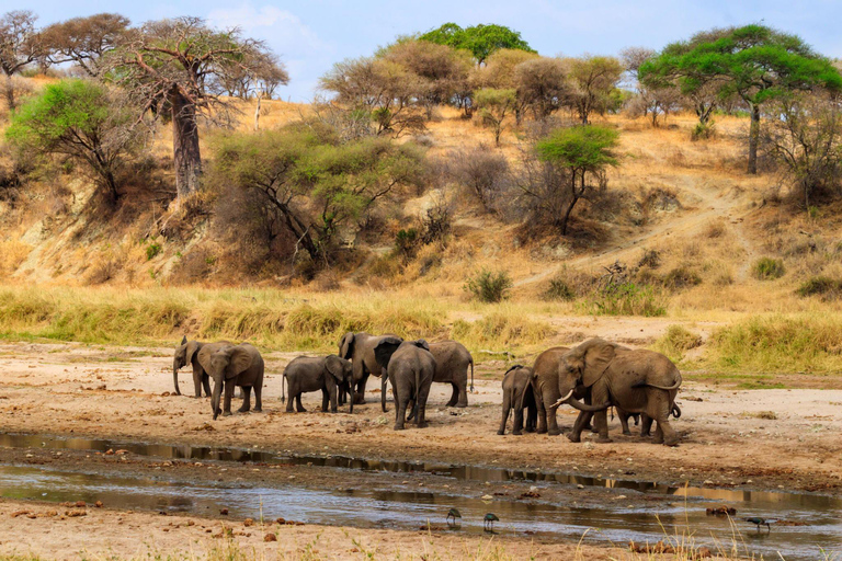 O melhor safári de 8 dias para a migração dos gnus no Serengeti