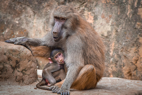 Cali Zoo Zugangsticket