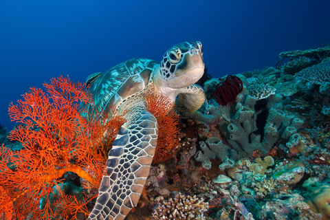 Ilhas Gili: Cruzeiro guiado de 3 ilhas com churrasco e mergulho com snorkelIlha Gili: Cruzeiro guiado de 3 ilhas com churrasco e mergulho com snorkel