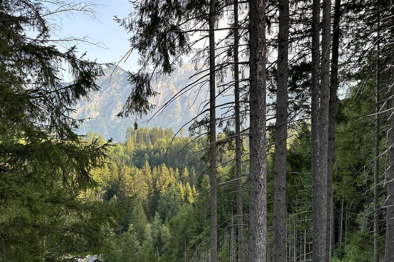 La forêt comme salle d&#039;évasion pour toute la famille