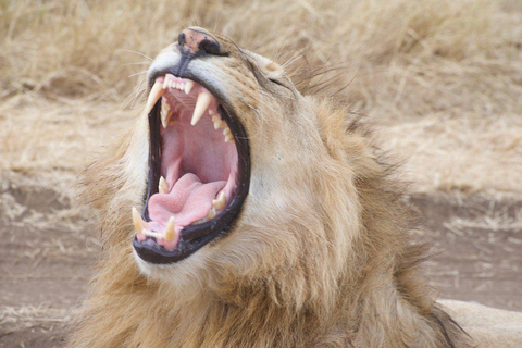 3-tägige Abenteuer-Safari im Norden von Sansibar mit Flügen &amp; MahlzeitenSansibar-Abenteuer: 3-tägige Safari im Norden mit Flügen und Mahlzeiten