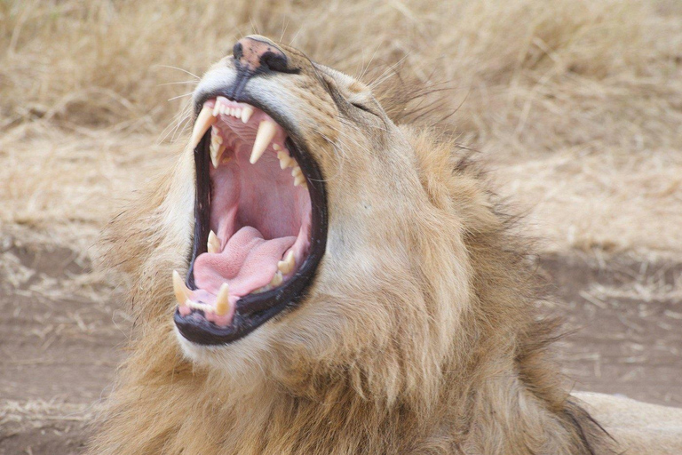 3-tägige Abenteuer-Safari im Norden von Sansibar mit Flügen &amp; MahlzeitenSansibar-Abenteuer: 3-tägige Safari im Norden mit Flügen und Mahlzeiten