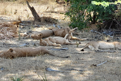 SELOUS : 2 DAGEN SAFARI VANUIT ZANZIBAR