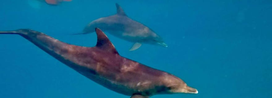 Zanzibar : île de Mnemba, île de Prison et visite de Stone Town