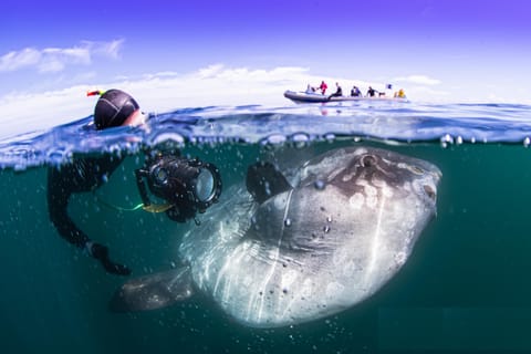 Mola Mola Snorkeling, Deep Sea Giant, Cape Town-Langebaan