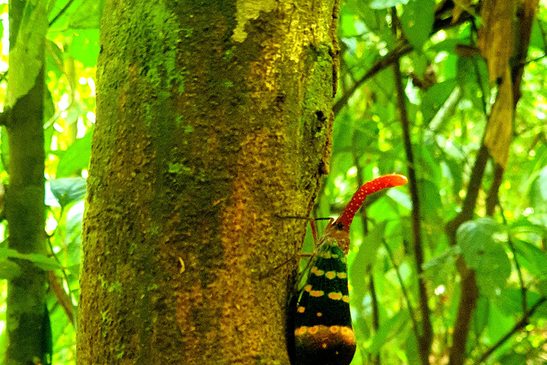 Khao Sok: Half-Day & Night Wildlife Trek and Jungle Dinner Option 6: Half-Day & Night Trek with Dinner From Khao Lak