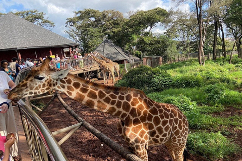 Tour del Centro delle Giraffe, dell'Orfanotrofio degli Elefanti e di Bomas Nairobi