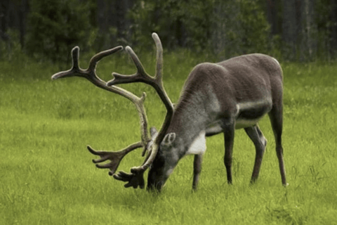 Honningsvåg: North Cape Tour with Reindeer & Sami Family