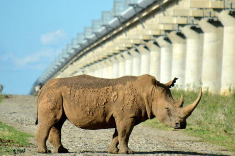 Nairobi National Park Day Game Drive.