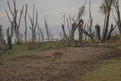 From Nairobi: Crescent Island Safari & Horse Riding