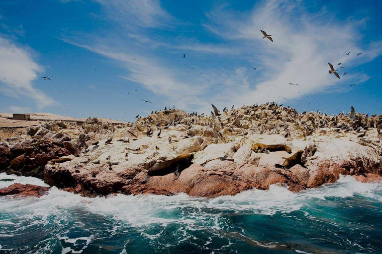 Ab Lima: 1-tägige geführte Tour durch Paracas und die Oase HuacachinaTour Option 2