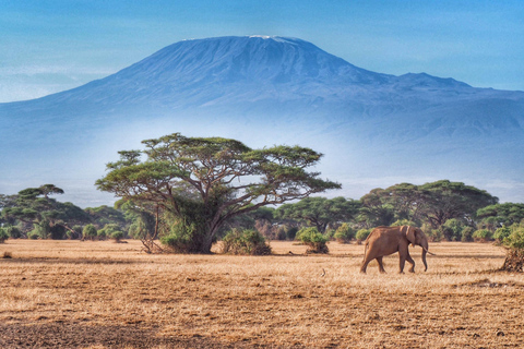 Vanuit Nairobi: 3 Dagen Amboseli Nationaal Park Luxe Safaris