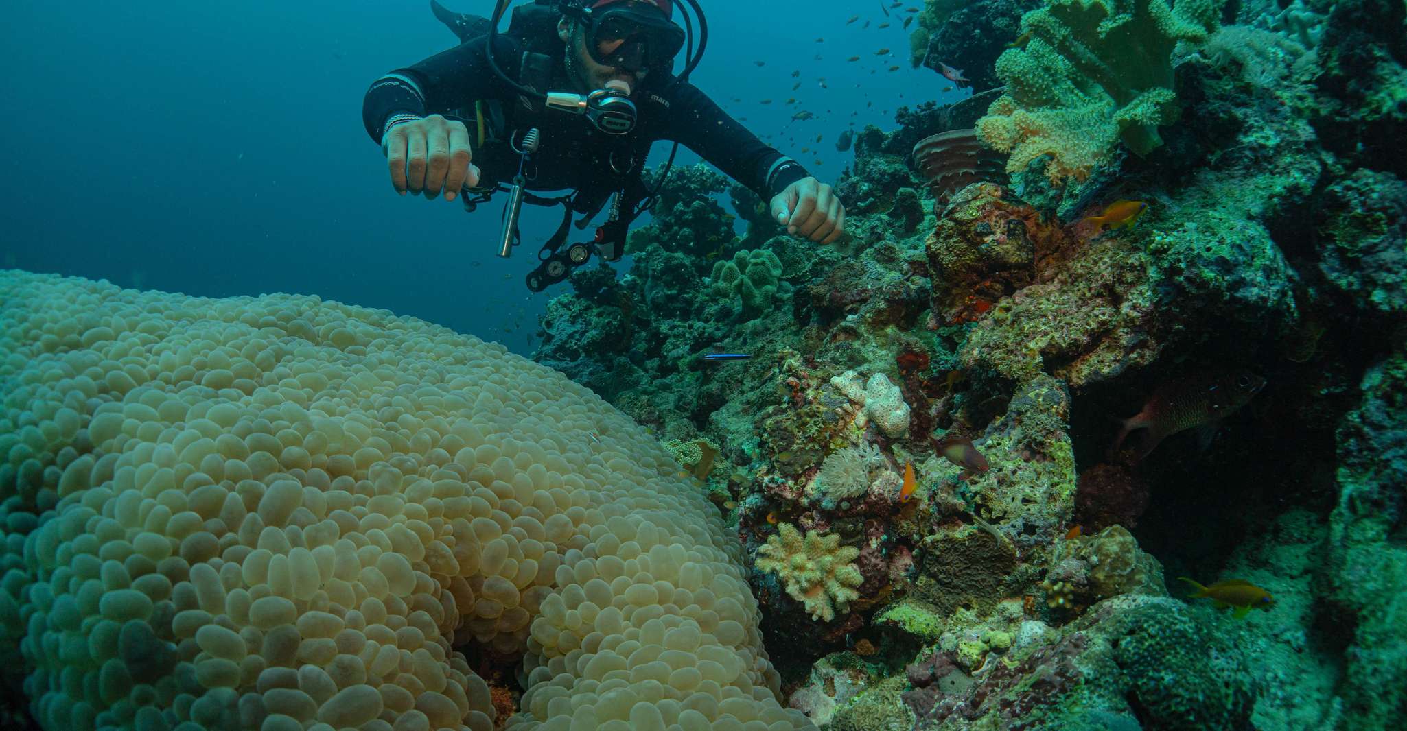 From Jeddah: Boat Trip and Diving for Certified Divers photo 8