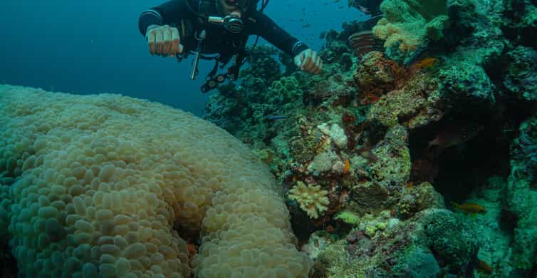 From Jeddah: Boat Trip and Diving for Certified Divers photo 8