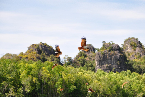 Signature Mangrove Discovery Boat Tour - 4 hours (Shared)