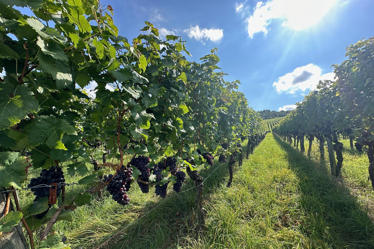 Stuttgart: From the Cellar to the Vine – Experience Wine Up Close Stuttgart: From the cellar to the vine – experience wine up close