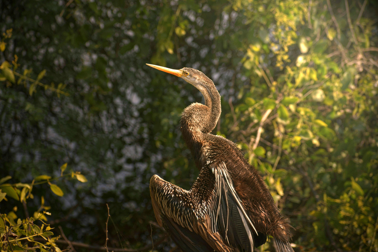 Búsqueda de aves en el mismo día en Bharatpur desde Delhi