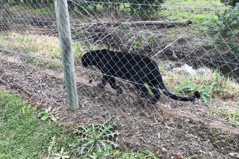 Cheetah, Giraffes Encounter, lion's park, and Wine Tasting