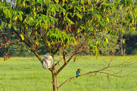 Langkawi: Small Group Countryside Cycling Tour Paddy Fields