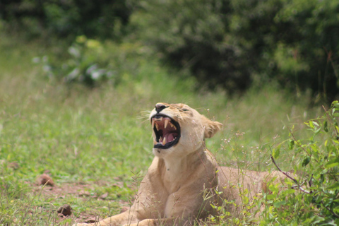 Viagem de 1 dia prolongado ao Chobe