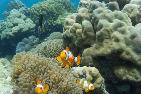 Phi Phi : Excursion d'une demi-journée à Phi Phi pour faire de la plongée en apnée en bateau à longue queue