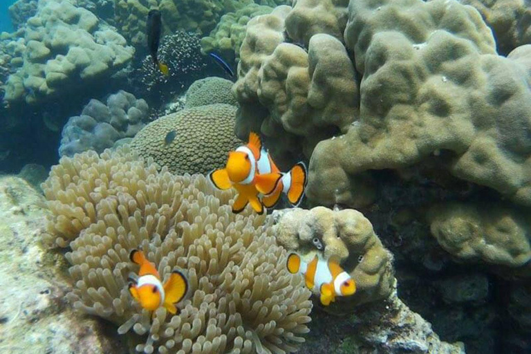 Phi Phi : Excursion d'une demi-journée à Phi Phi pour faire de la plongée en apnée en bateau à longue queue