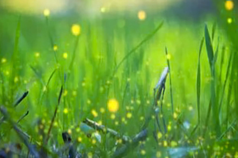 Bali: Magical Night Firefly Tour & Authentic Culture insight