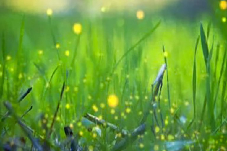 Bali: Magical Night Firefly Tour & Authentic Culture insight