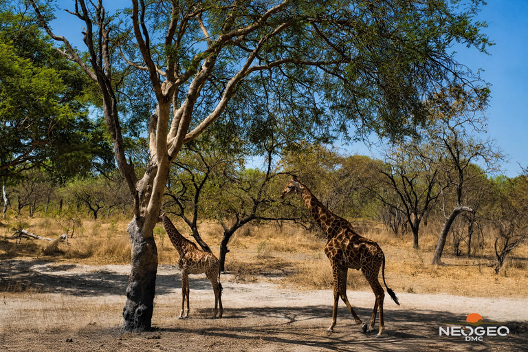Excursion to Fathala Safari Park from Banjul Fathala Safari Park Excursion from Banjul