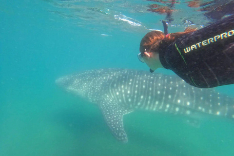 La Paz: Whale Shark Swimming Adventure with Marine Biologist