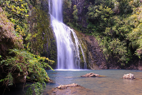Private Auckland West Coast Tour - On the Edge of Wilderness