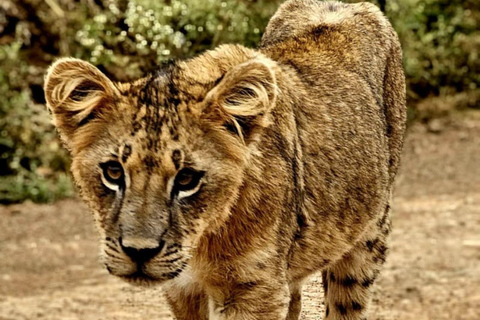 Nairobi: passeio de meio dia no Parque NacionalNairobi: tour privado de meio dia no Parque Nacional