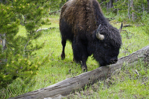 6 Días - El Salvaje Oeste de Yellowstone