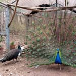 Tour di un'azienda agricola a Pesaro: incontro con animali ed erbe selvatiche