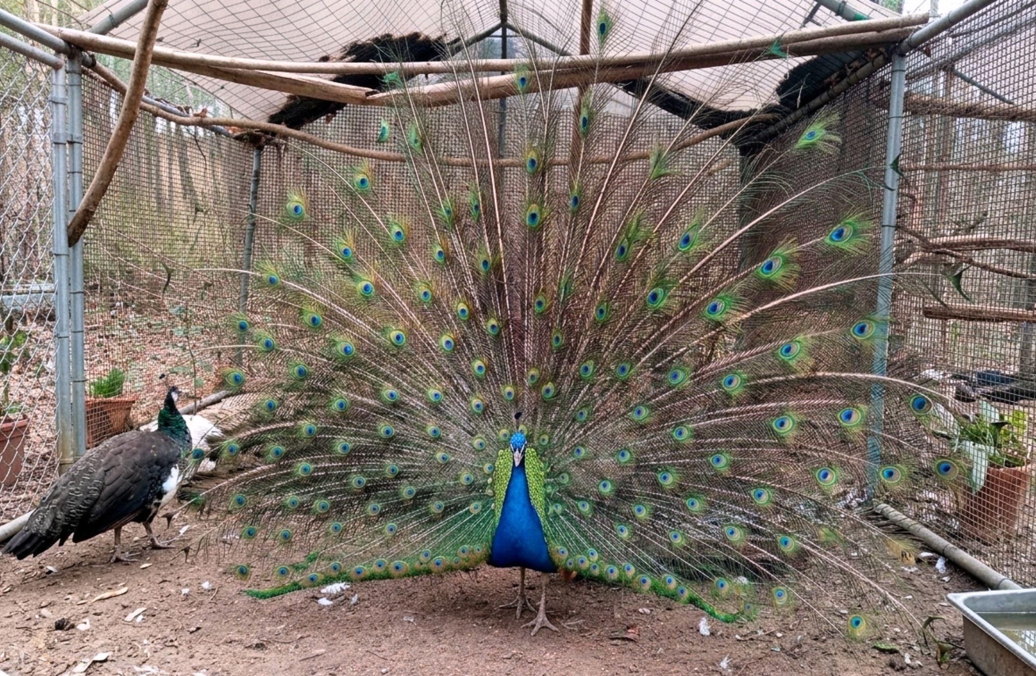 Tour zum Bauernhof in Pesaro: Lerne Tiere und Wildkräuter kennen