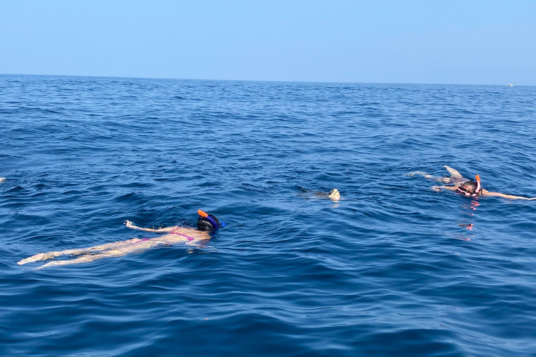 Puerto Escondido: Bootstour zu Delfinen und MeerestierenPrivate Tour