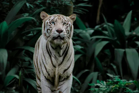 Night Safari with Tram Ride and Private Transfer