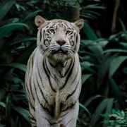 Singapore: Night Safari with Tram Ride and Private Transfer