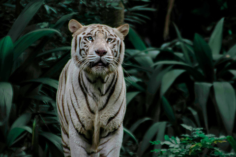 Singapore: Night Safari with Tram Ride and Private Transfer Night Safari with Tram Ride and Hotel Transfer